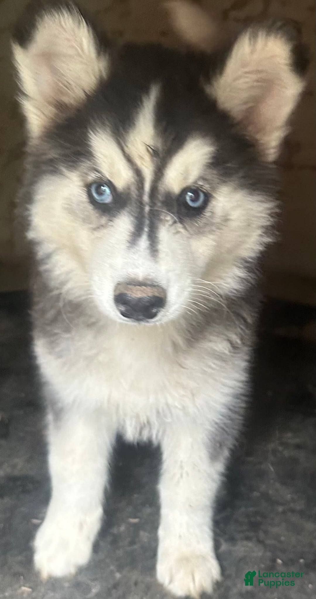 Siberian Husky dogs for sale: Dahlia Blk And White Girl Nc - Image 1