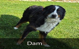 Mini Bernedoodle dogs for sale: Heidi - Image 11