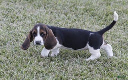 Basset Hound dogs for sale: Deb - Image 8