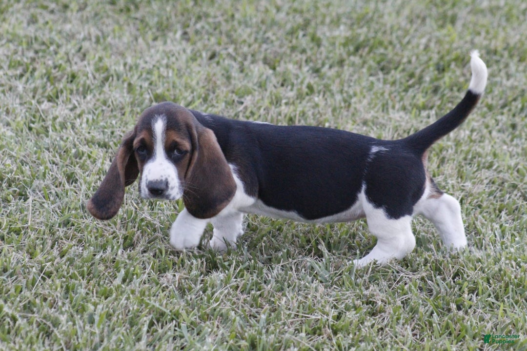 Basset Hound dogs for sale: Deb - Image 8