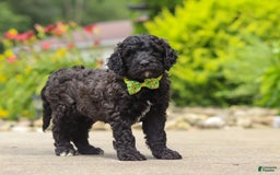 Newfypoo dogs for sale: Tanner - Image 4