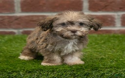 Havanese dogs for sale: Wyatt - Image 3