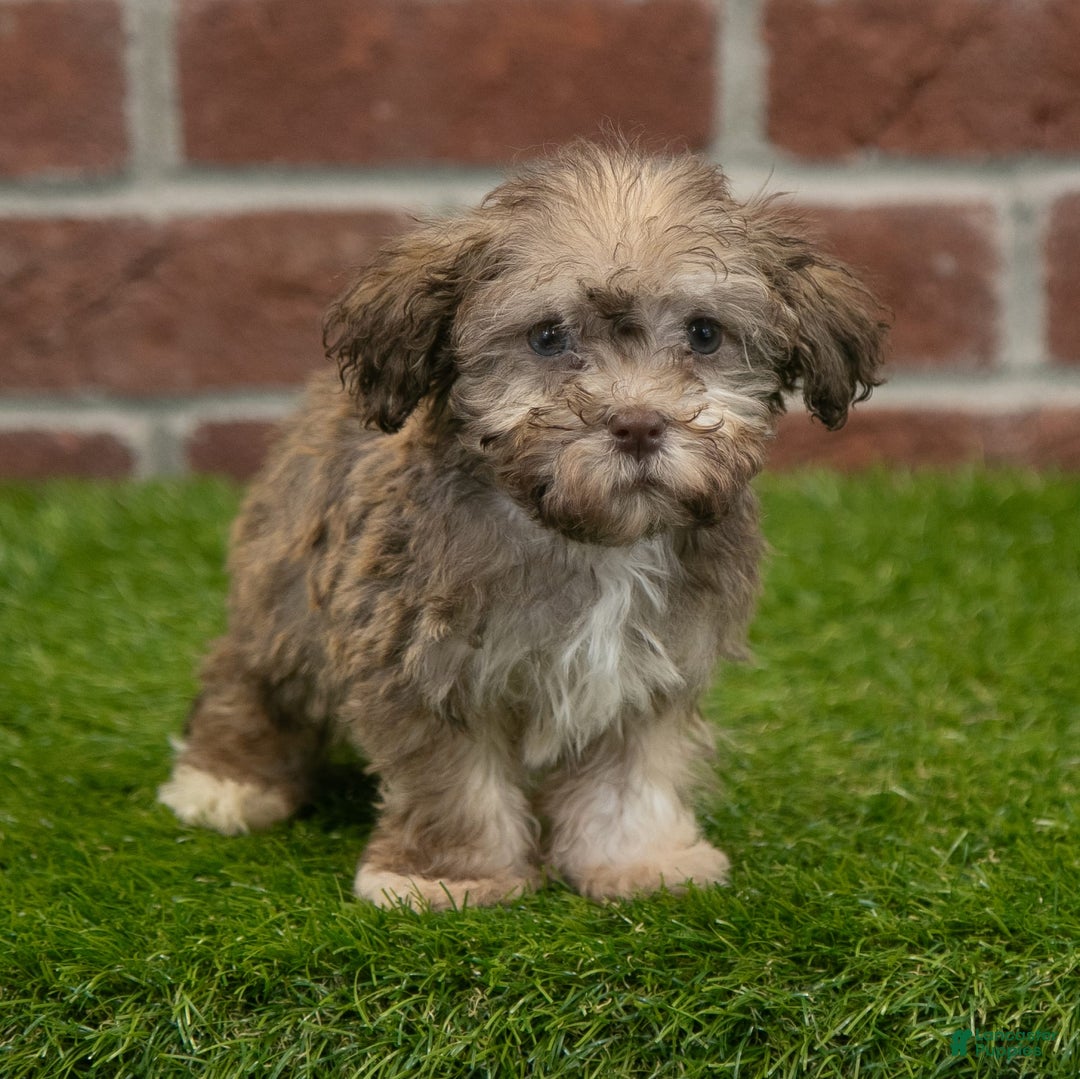 Havanese dogs for sale: Wyatt - Image 3