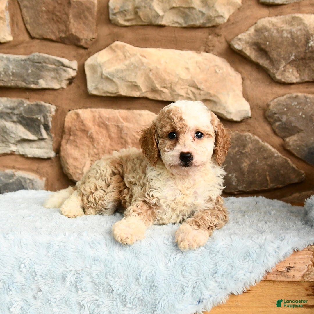 Miniature Poodle dogs for sale: Belle - Image 5