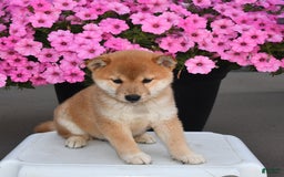Shiba Inu dogs for sale: Shelley - Image 1