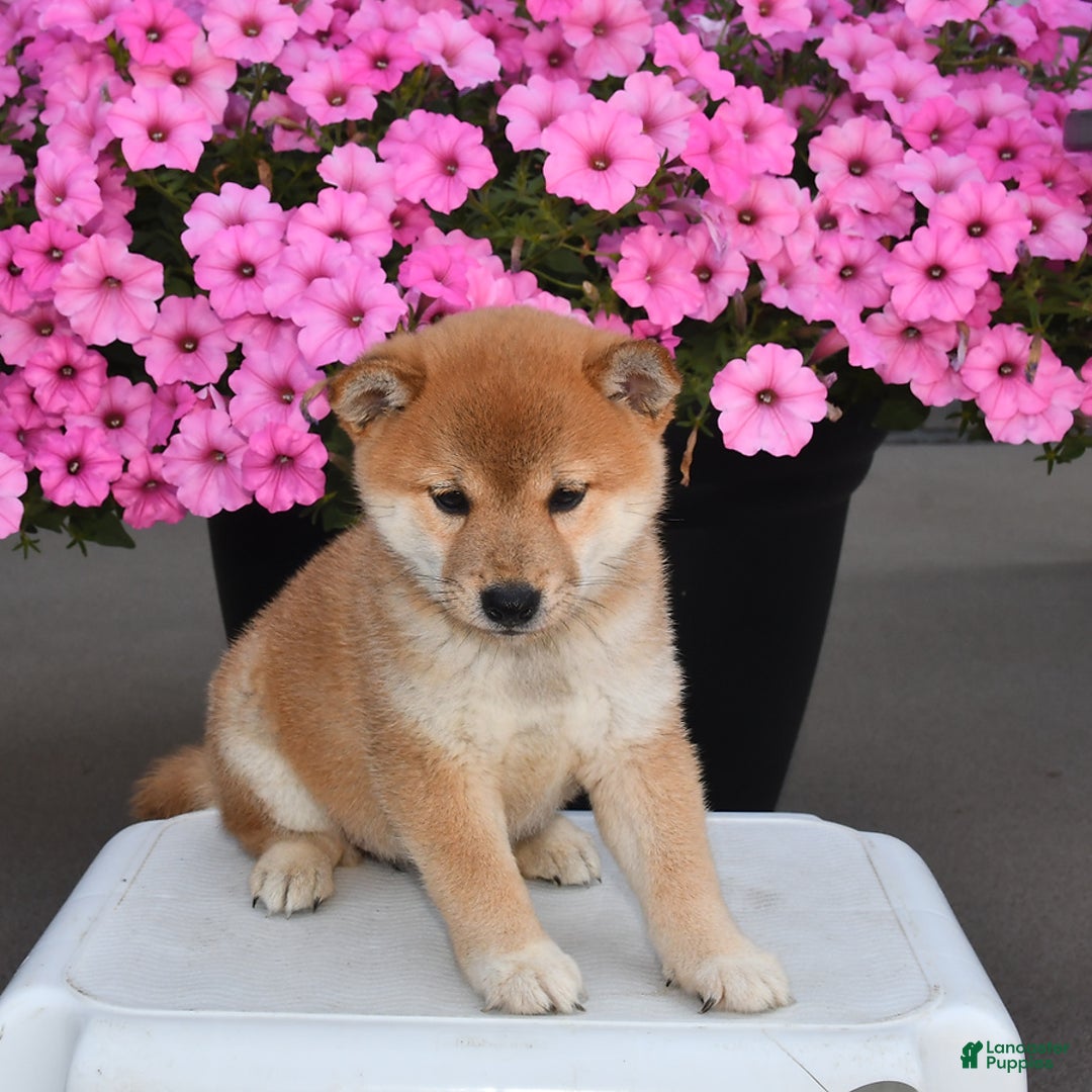 Shiba Inu dogs for sale: Shelley - Image 1