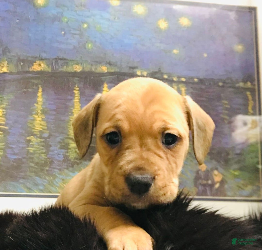 American Staffordshire Terrier dogs for sale: Galinda - Image 3