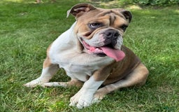 English Bulldog dogs for sale: Cathy - Image 3