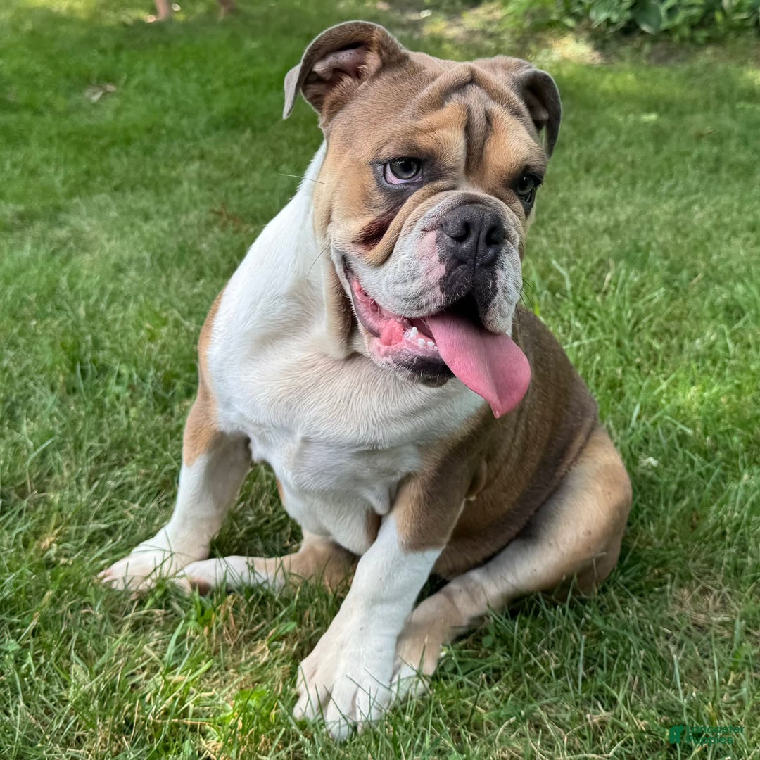 English Bulldog dogs for sale: Cathy - Image 3