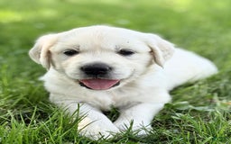 Golden Retriever dogs for sale: Hunter - Image 1