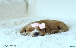 Cocker Spaniel dogs for sale: Sophie - Image 2