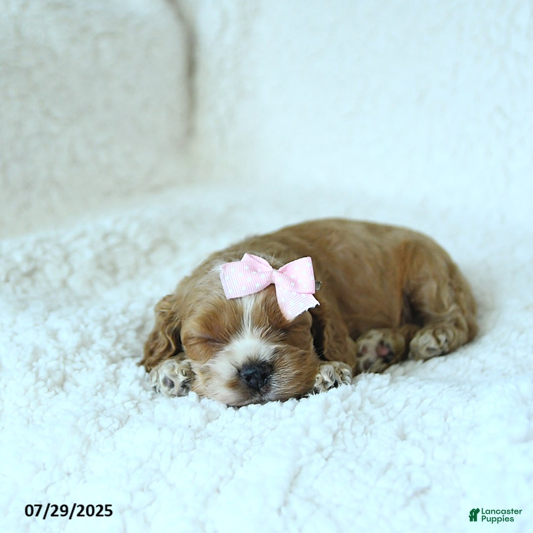 Cocker Spaniel dogs for sale: Sophie - Image 2