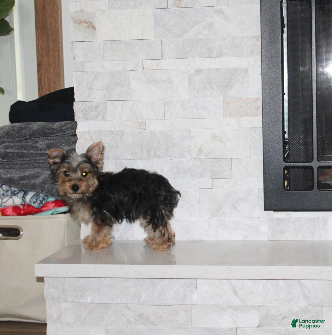Yorkshire Terrier dogs for sale: Prince - Image 7