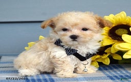 Maltipoo dogs for sale: Nevin - Image 2
