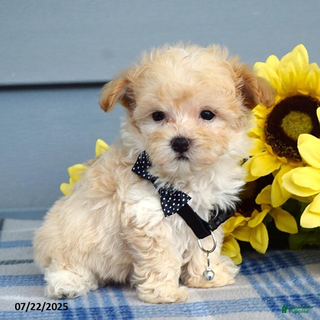 Maltipoo dogs for sale: Nevin - Image 2