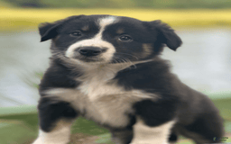 Australian Shepherd dogs for sale: Luna - Image 15
