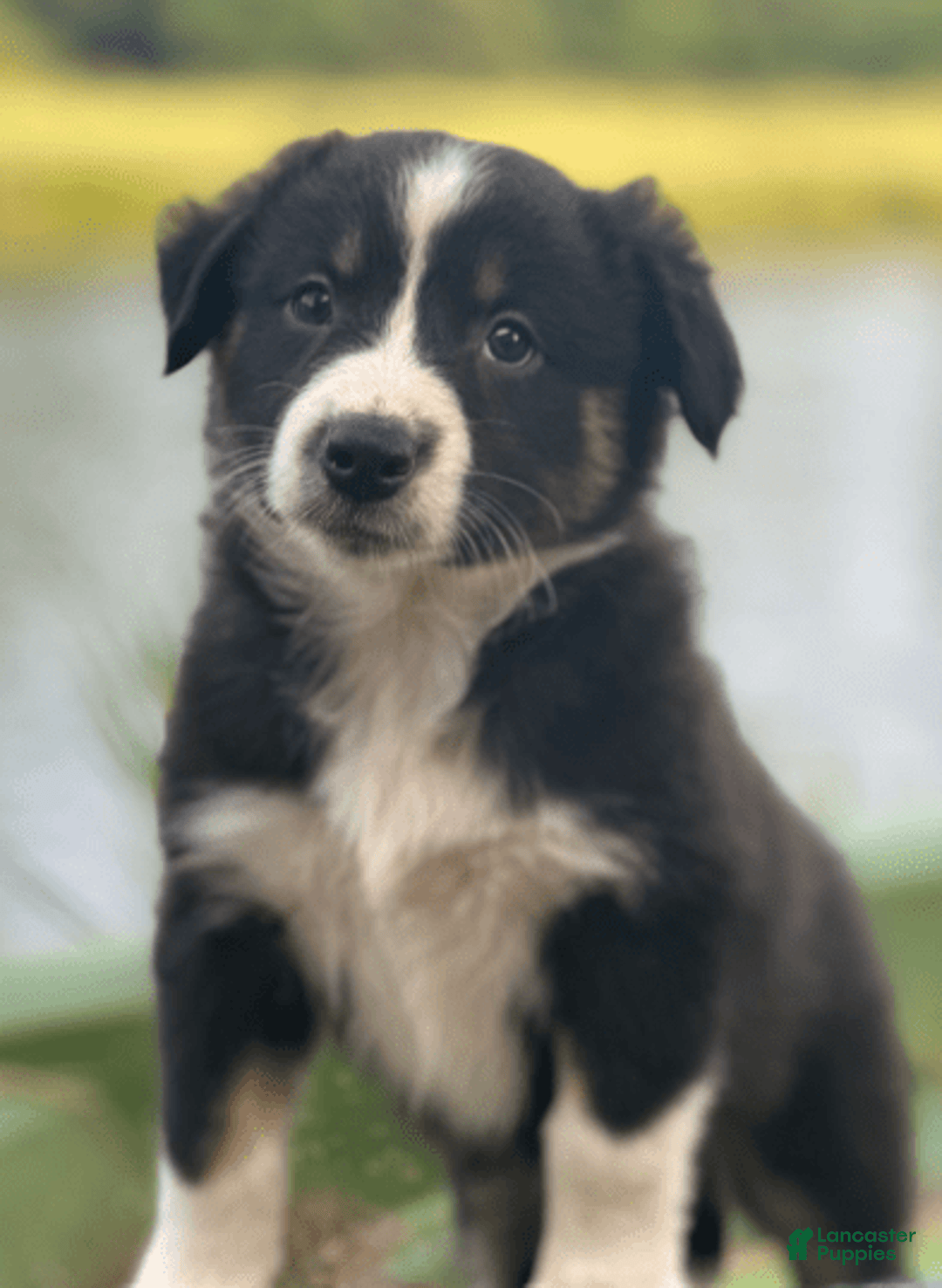 Australian Shepherd dogs for sale: Luna - Image 15