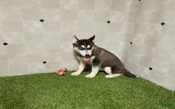 Siberian Husky dogs for sale: Lassie - Image 8
