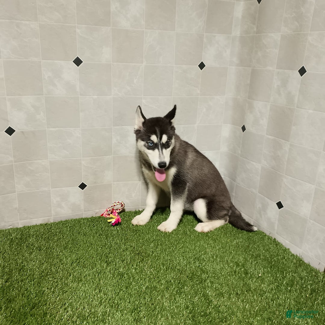 Siberian Husky dogs for sale: Lassie - Image 8
