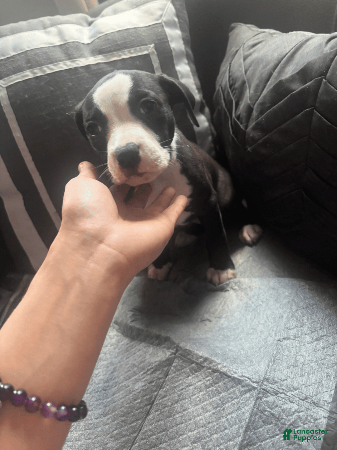 American Bully dogs for sale: Jade - Image 7