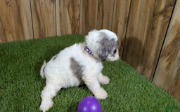 Cavapoo dogs for sale: Bertha Girl 1 - Image 3