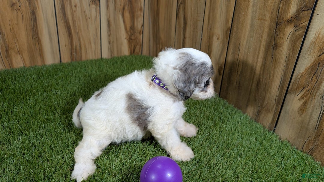 Cavapoo dogs for sale: Bertha Girl 1 - Image 3