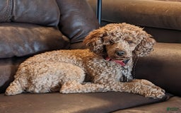 Mini Goldendoodle dogs for sale: Bella - Image 7