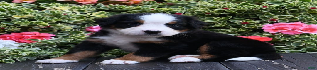 Isla