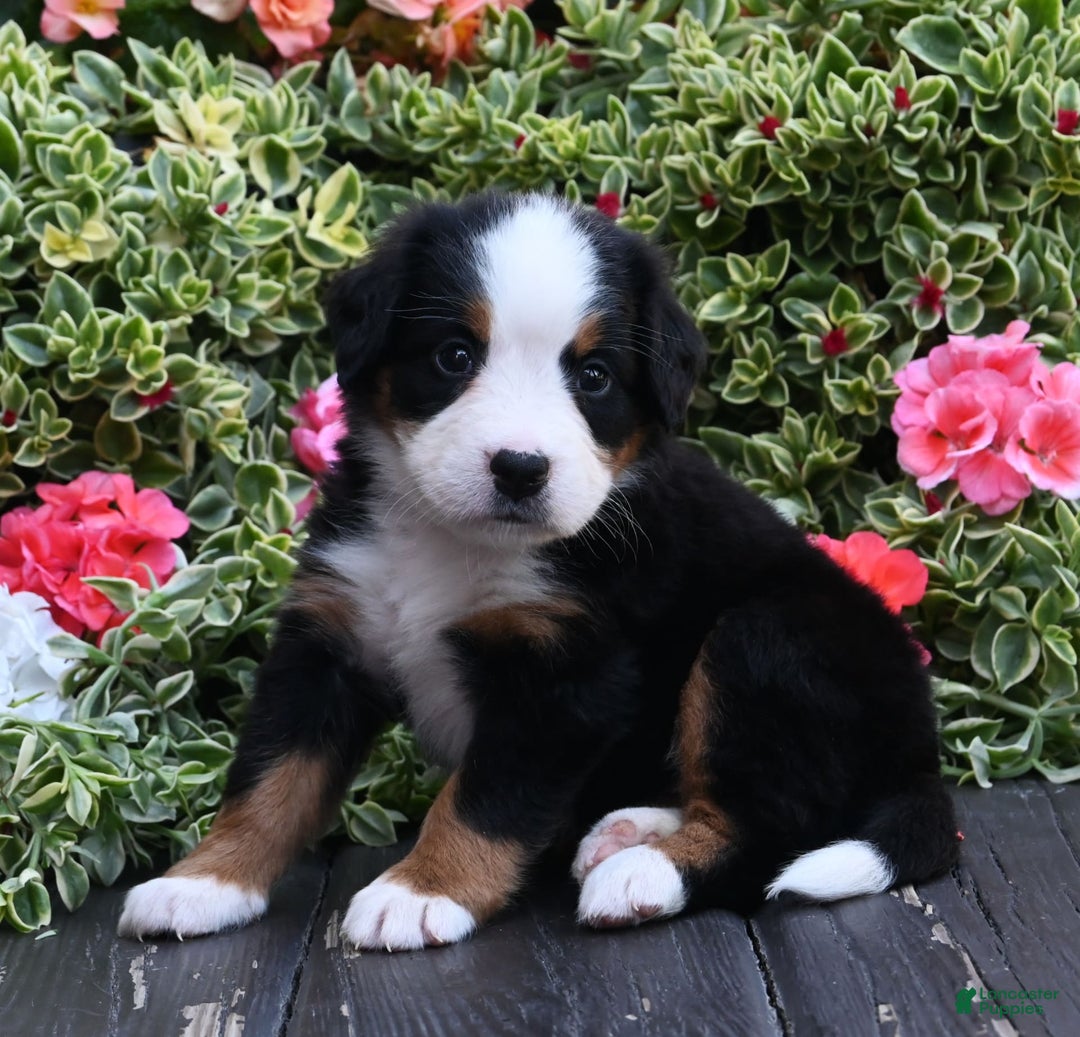 Bernese Mountain Dog dogs for sale: Isla - Image 1