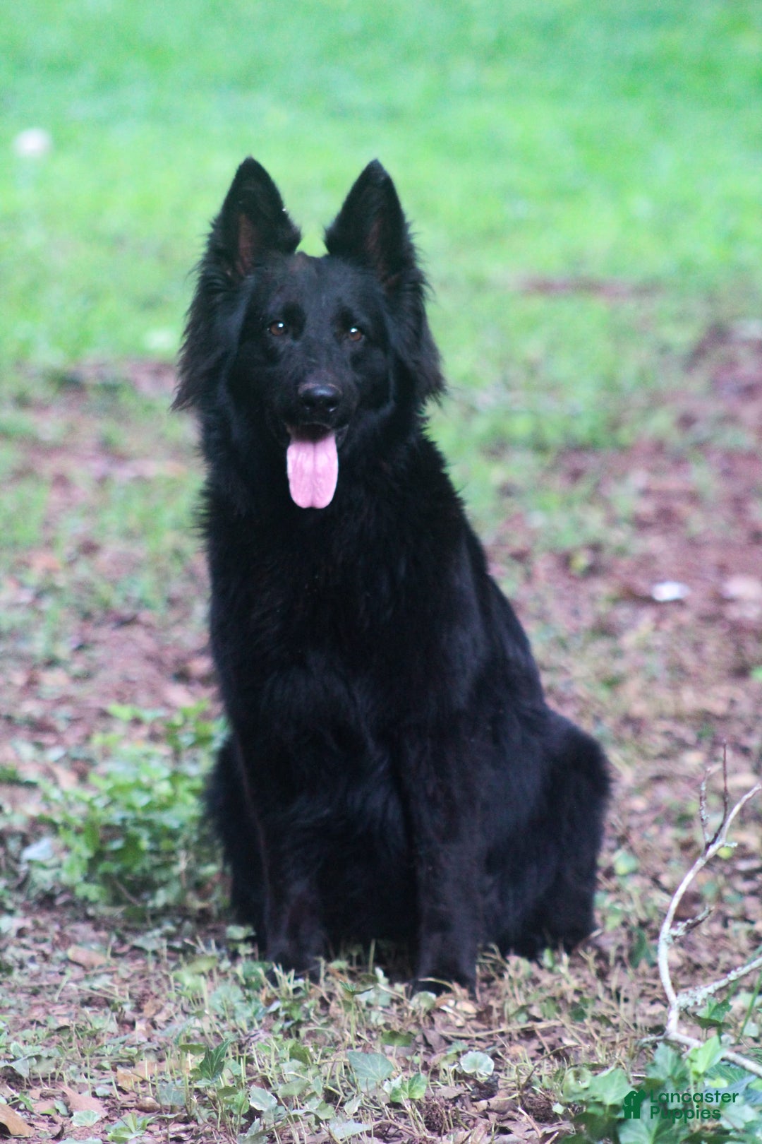 German Shepherd dogs for sale: Longhair Dark Green Male Solid Black - Image 2