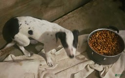 Chihuahua dogs for sale: X - Image 9