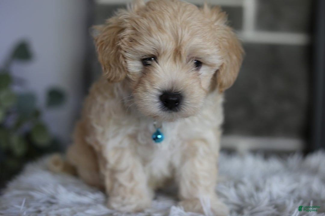 Maltipoo dogs for sale: Yogi - Image 17