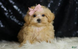 Maltipoo dogs for sale: Maltipoo 4 puppies - Image 6