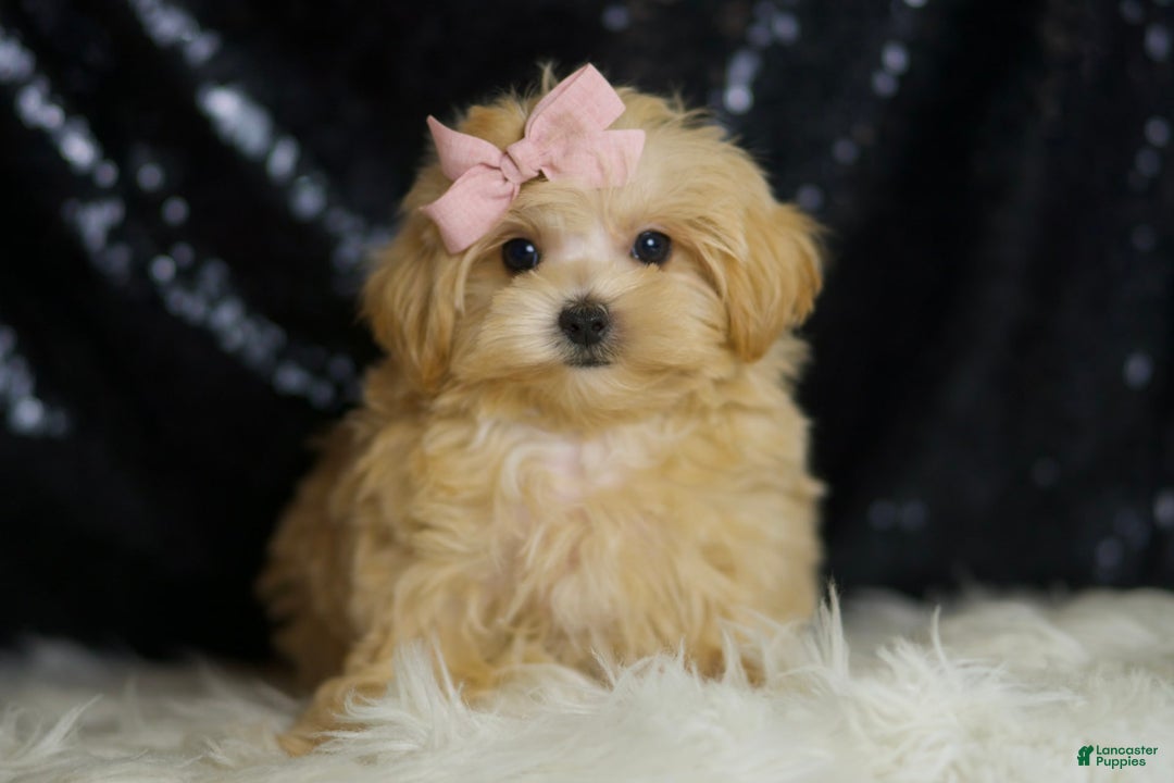 Maltipoo dogs for sale: Maltipoo 4 puppies - Image 6
