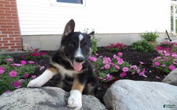 German Shepherd dogs for sale: Ranger - Image 1