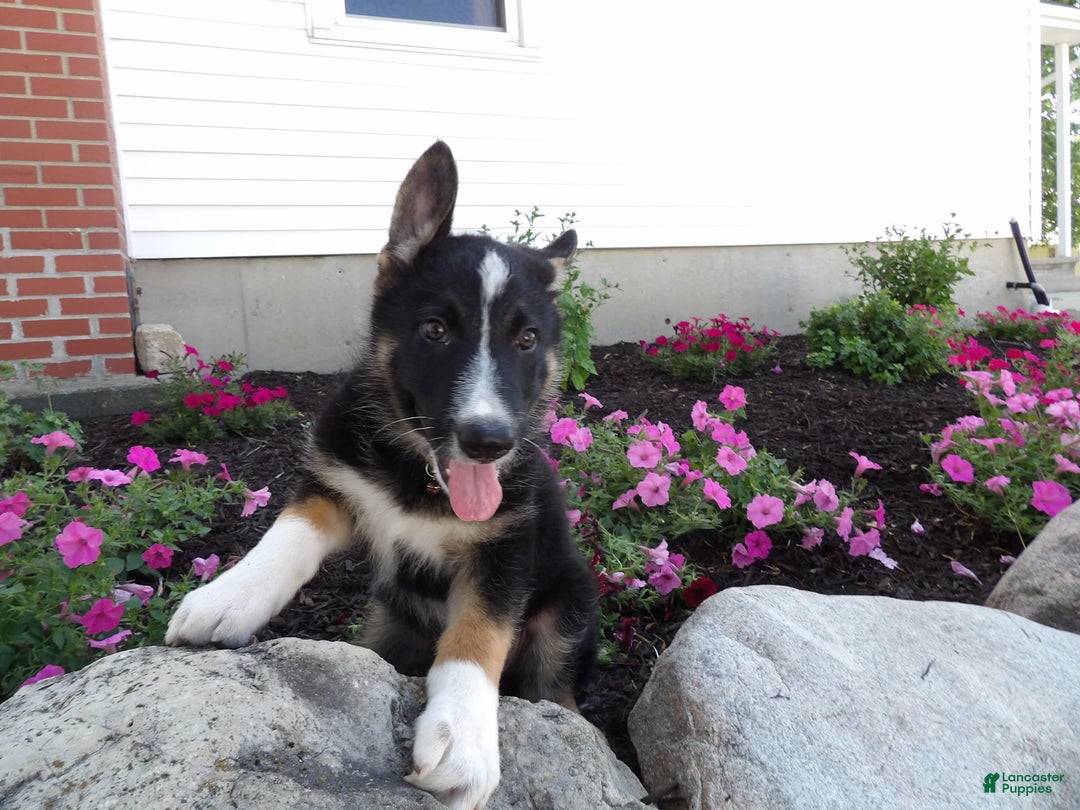 German Shepherd dogs for sale: Ranger - Image 1