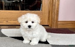 Coton De Tulear dogs for sale: Rodney - Image 3