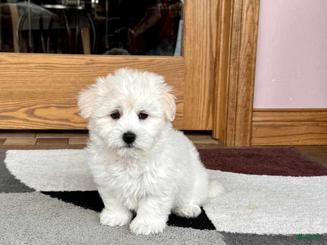 Coton De Tulear dogs for sale: Rodney - Image 3
