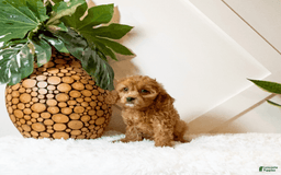 Cavapoo dogs for sale: Zaylee - Image 2