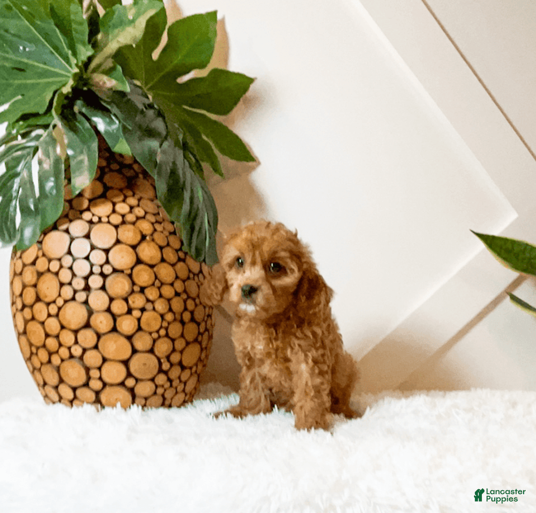 Cavapoo dogs for sale: Zaylee - Image 2
