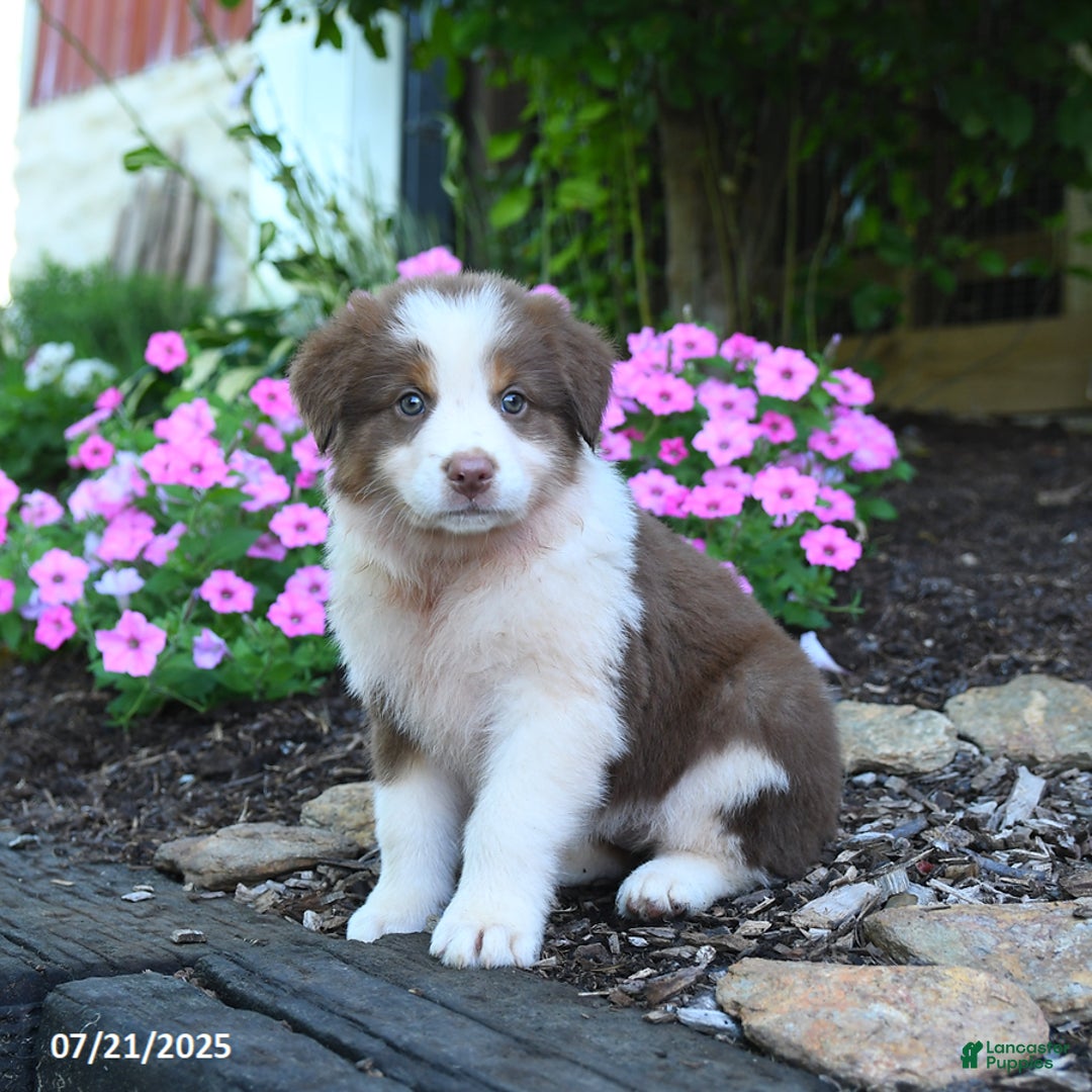 Australian Shepherd dogs for sale: Blossom - Image 3