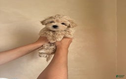 Maltipoo dogs for sale: Gani - Listing for pets: Gani, Barny - Image 1