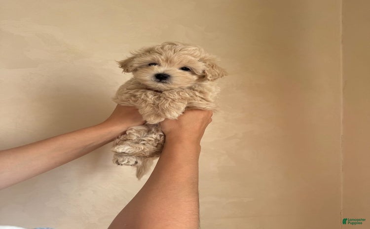 Maltipoo dogs - Advert 16