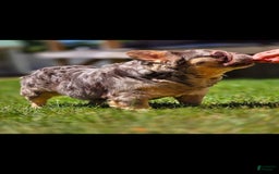French Bulldog dogs for stud: Squirt - Image 1