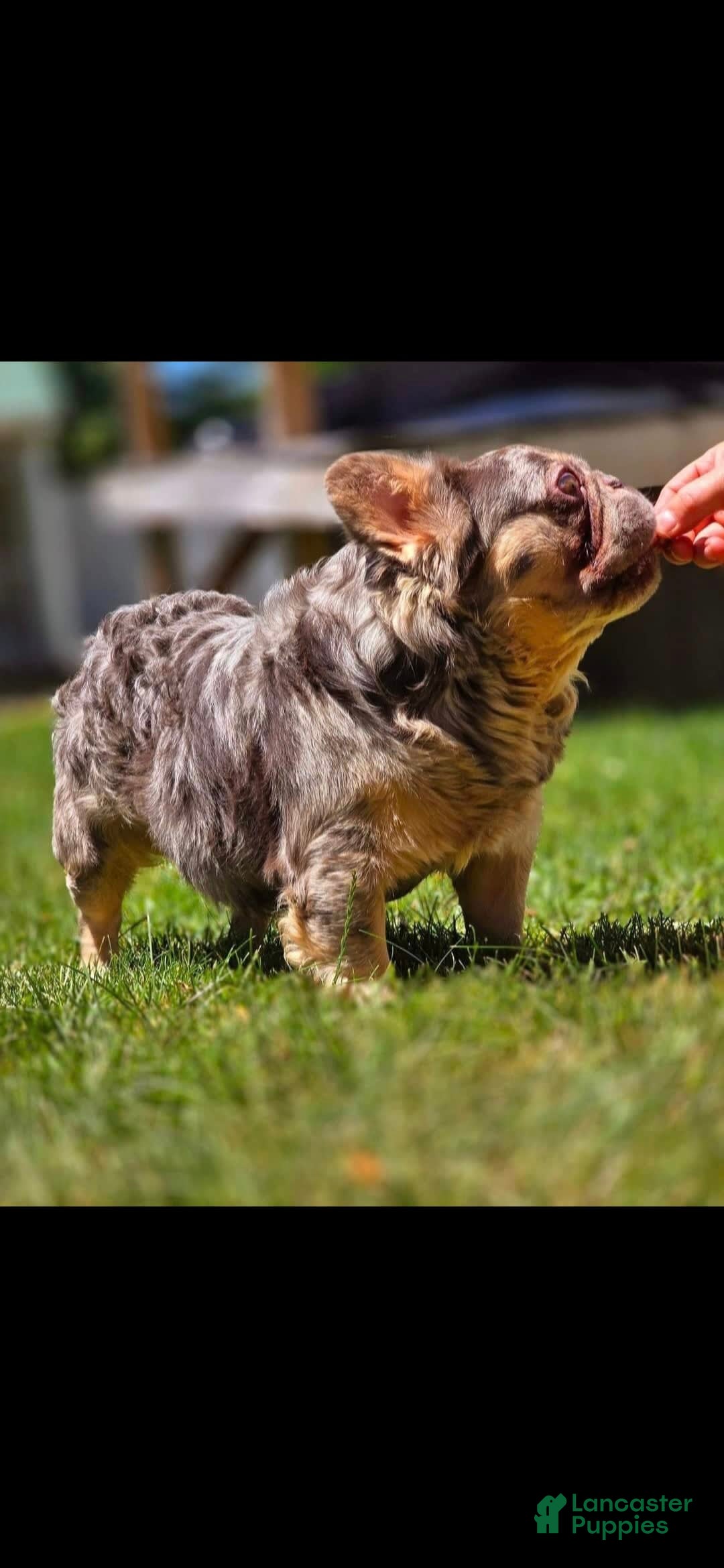 French Bulldog dogs for stud: Squirt - Image 1