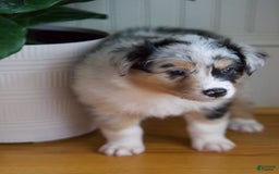 Australian Shepherd dogs for sale: Strawberry - Image 3