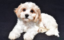 Cavachon dogs for sale: Bell - Image 1