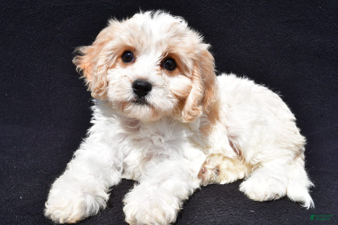 Cavachon dogs for sale: Bell - Image 1