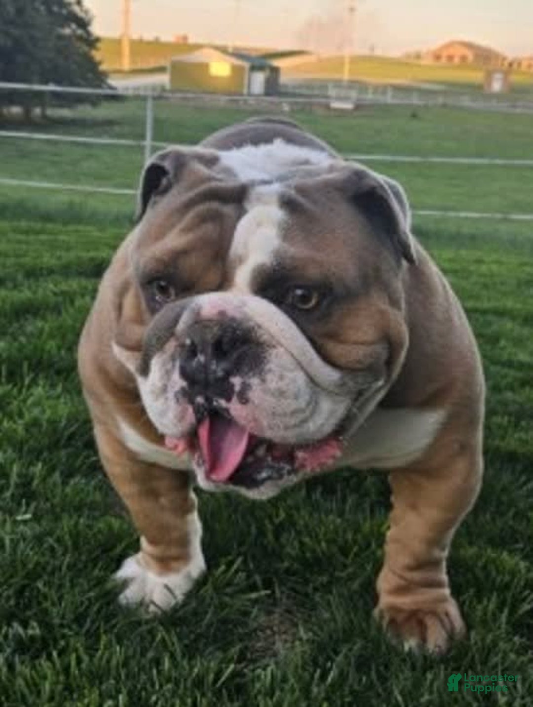 American Bulldog dogs for sale: Tiny Tim - Image 7