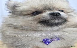 Pomeranian dogs for sale: Love-a-lot Bear - Image 2